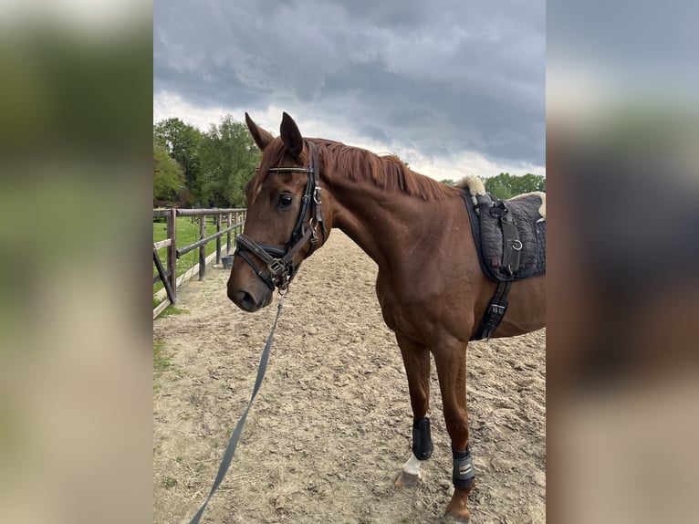 Oldenburg Gelding 4 years 17,1 hh Chestnut-Red in Bassum
