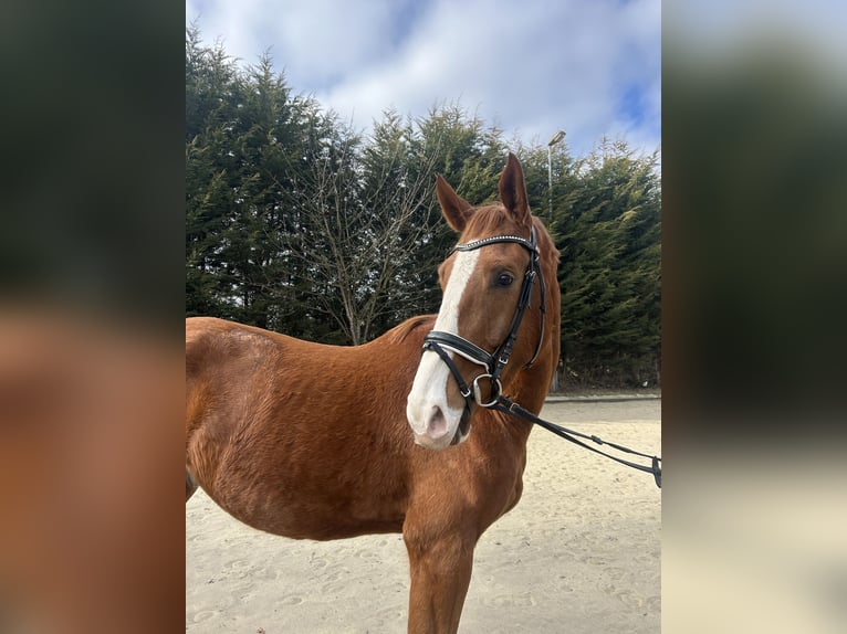 Oldenburg Gelding 4 years 17,1 hh Chestnut-Red in Hude (Oldenburg)