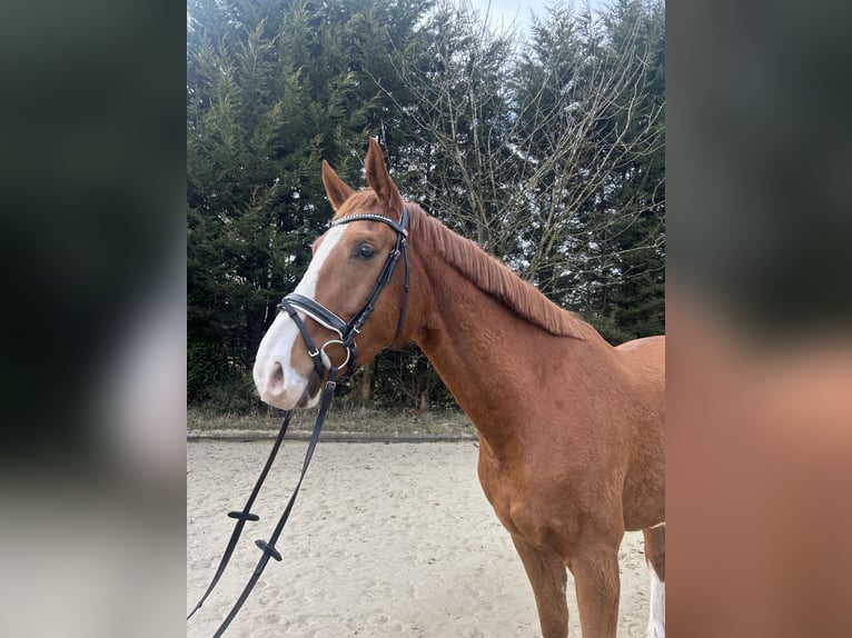 Oldenburg Gelding 4 years 17,1 hh Chestnut-Red in Hude (Oldenburg)