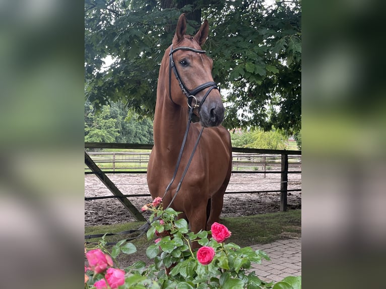 Oldenburg Gelding 4 years 17,2 hh Chestnut-Red in Bassum