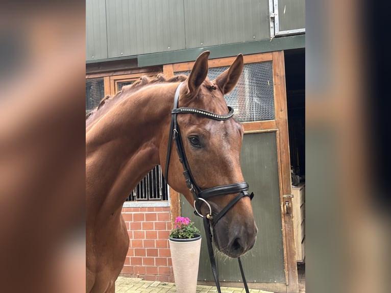 Oldenburg Gelding 4 years 17,2 hh Chestnut-Red in Bassum