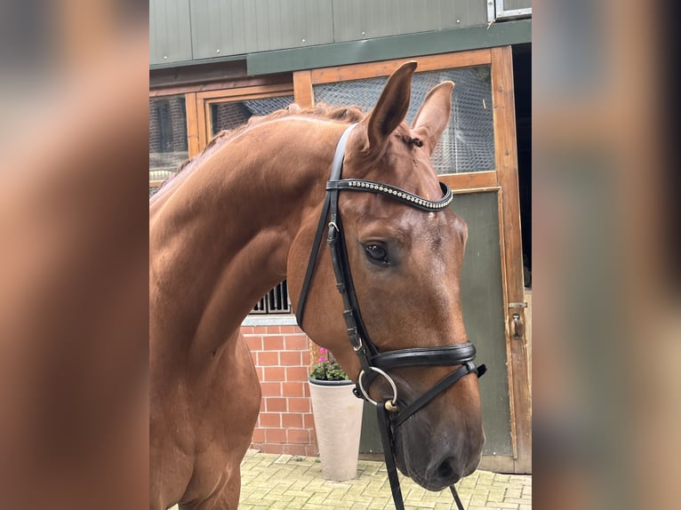 Oldenburg Gelding 4 years 17,2 hh Chestnut-Red in Bassum