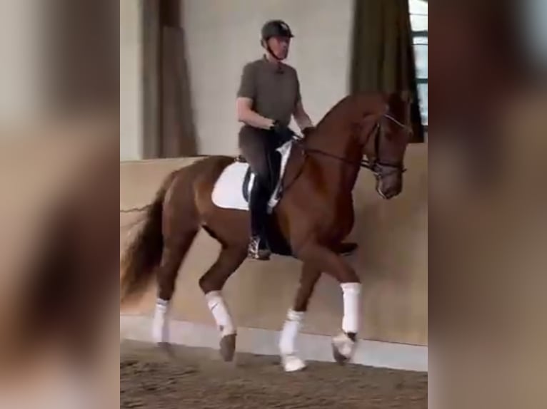 Oldenburg Gelding 4 years 17,2 hh Chestnut-Red in Bassum