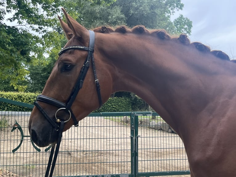 Oldenburg Gelding 4 years 17,2 hh Chestnut-Red in Bassum