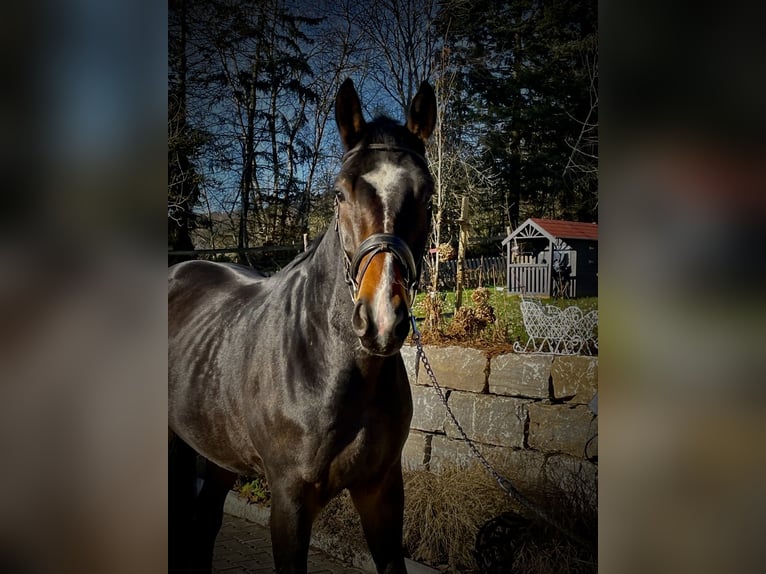 Oldenburg Gelding 4 years 18 hh Bay-Dark in Kelkheim (Taunus)