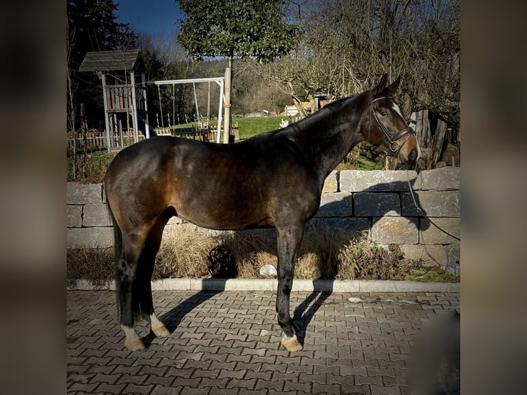 Oldenburg Gelding 4 years 18 hh Bay-Dark in Kelkheim (Taunus)