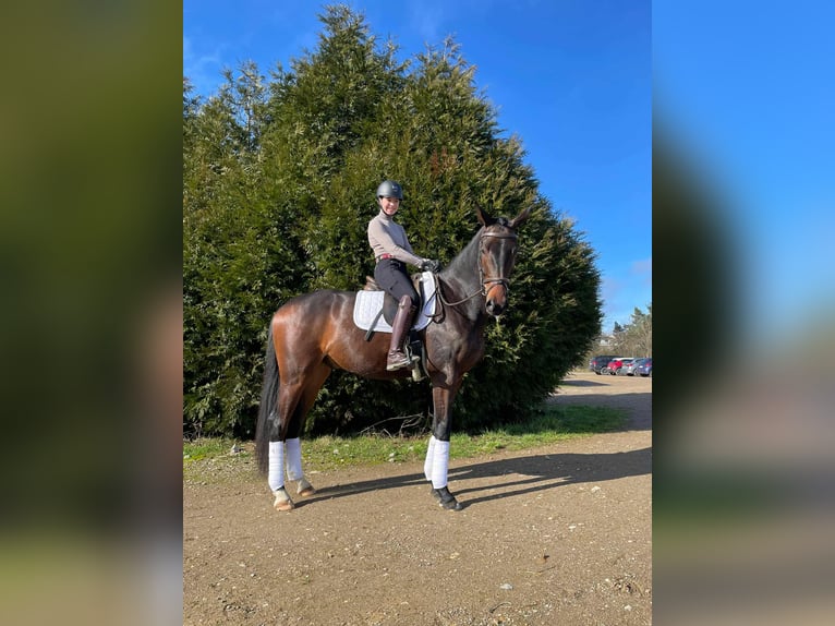 Oldenburg Gelding 4 years Bay-Dark in Hussigny-Godbrange