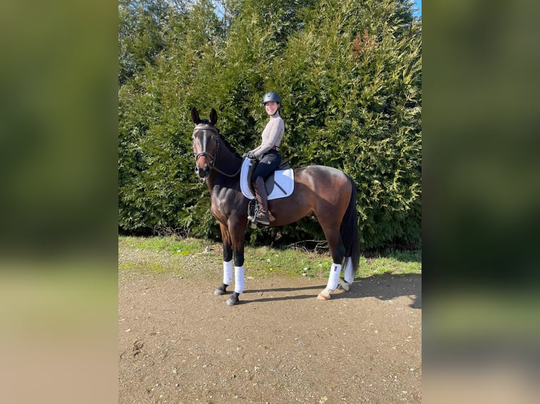 Oldenburg Gelding 4 years Bay-Dark in Hussigny-Godbrange