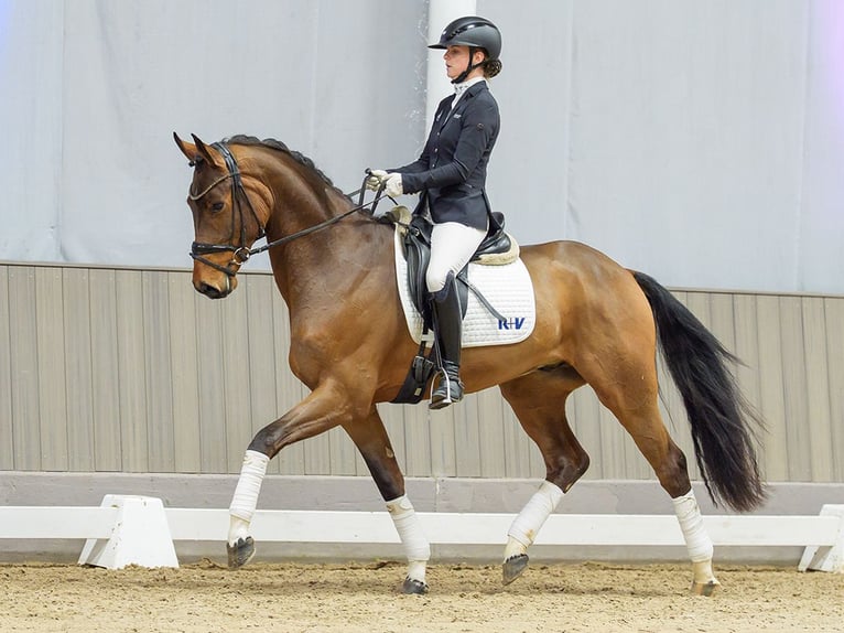 Oldenburg Gelding 4 years Brown in Münster-Handorf