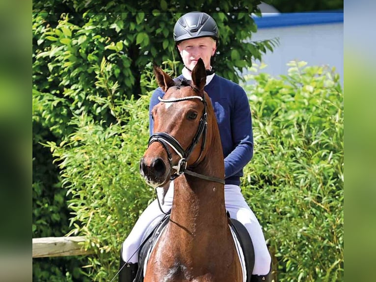 Oldenburg Gelding 4 years Brown in Vechta