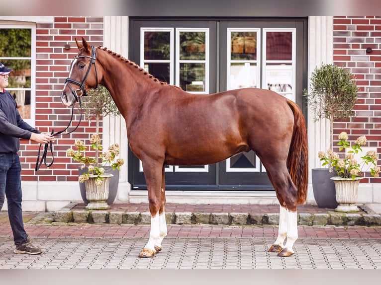 Oldenburg Gelding 4 years Chestnut in Lemwerder