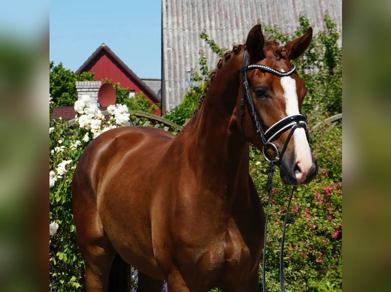 Oldenburg Gelding 4 years Chestnut in Hohenfelde