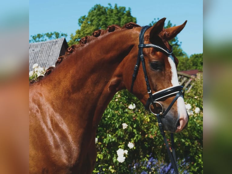 Oldenburg Gelding 4 years Chestnut in Hohenfelde