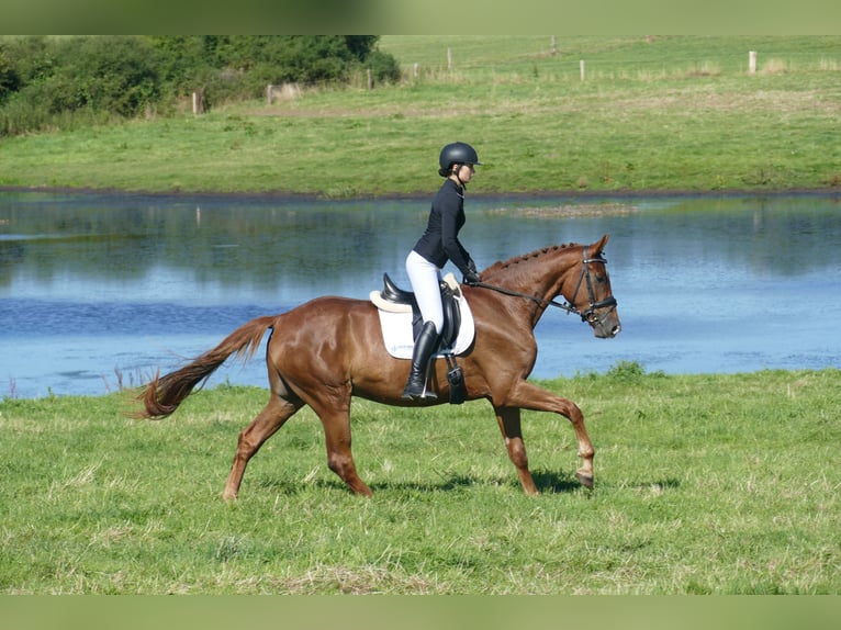 Oldenburg Gelding 4 years Chestnut-Red in Ganschow