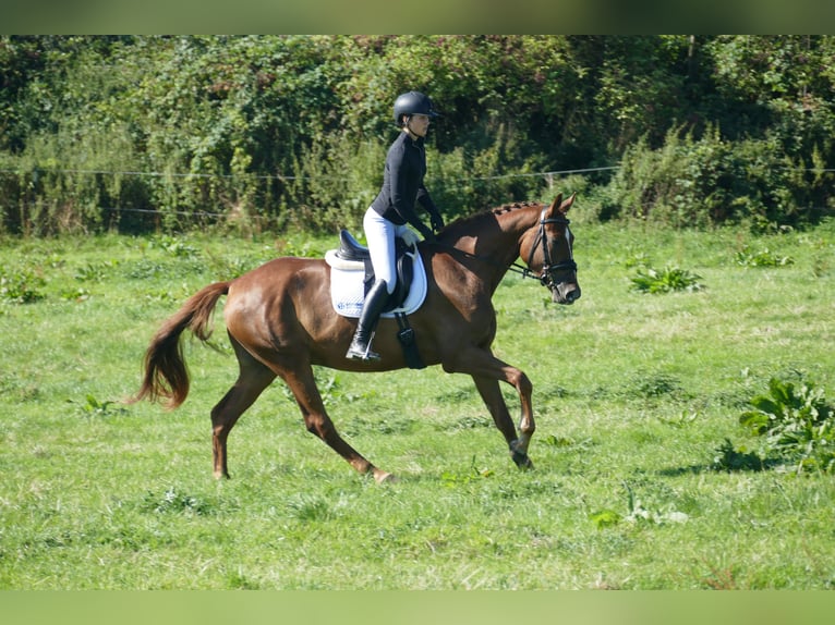 Oldenburg Gelding 4 years Chestnut-Red in Ganschow