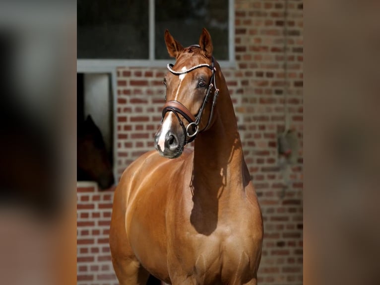 Oldenburg Gelding 4 years Chestnut-Red in Herford
