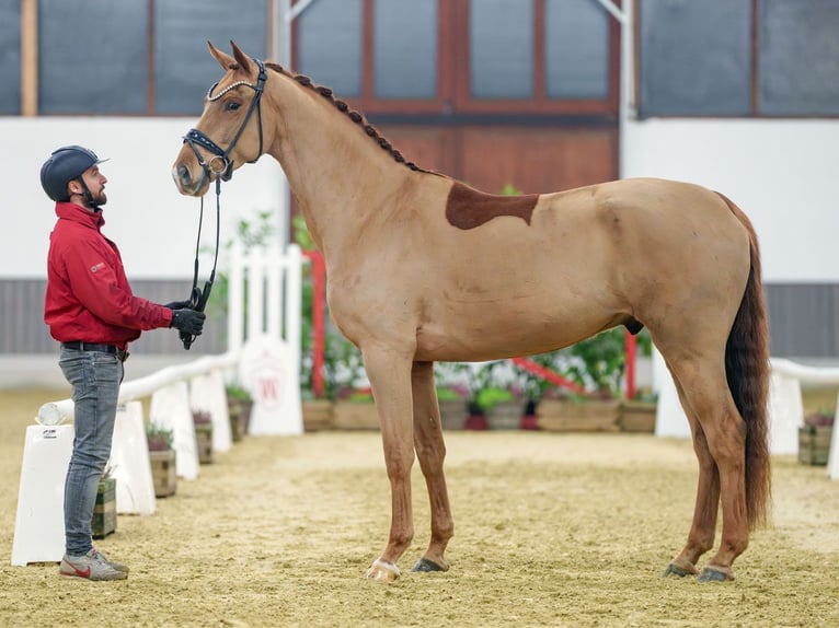 Oldenburg Gelding 4 years Chestnut-Red in Münster-Handorf