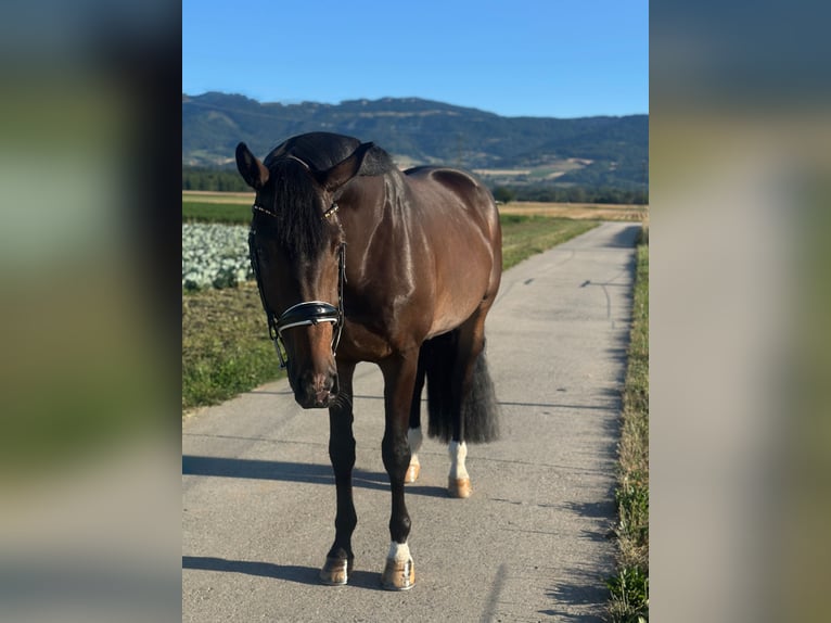 Oldenburg Gelding 4 years  in Luterbach