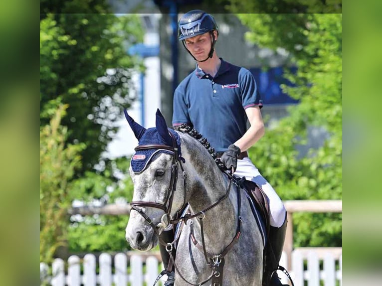 Oldenburg Gelding 4 years Gray in Vechta