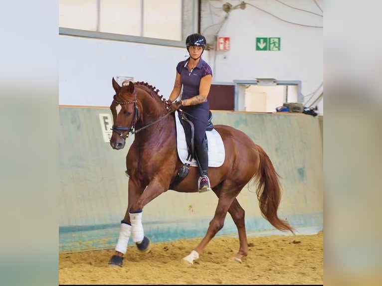 Oldenburg Gelding 5 years 15,2 hh Chestnut-Red in Walddorfhäslach