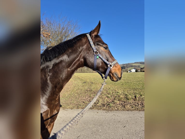 Oldenburg Gelding 5 years 15,2 hh Smoky-Black in Ottenbach