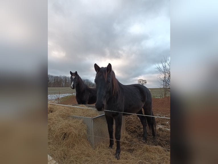 Oldenburg Gelding 5 years 15,2 hh Smoky-Black in Neukirchen/Pleiße