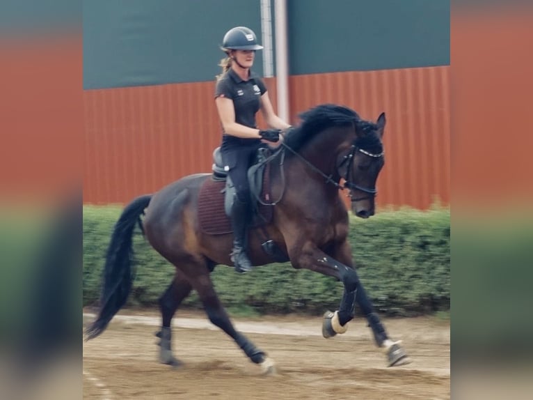 Oldenburg Gelding 5 years 15.3 hh Bay-Dark in Tönisvorst