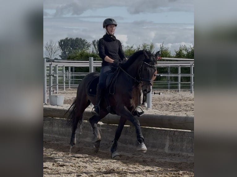 Oldenburg Gelding 5 years 15.3 hh Bay-Dark in Tönisvorst