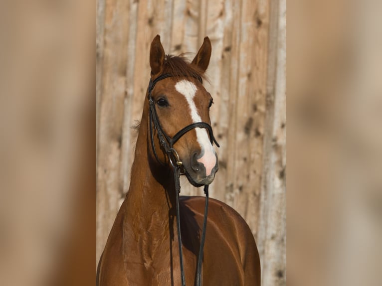 Oldenburg Gelding 5 years 15.3 hh Chestnut-Red in Fleischwangen