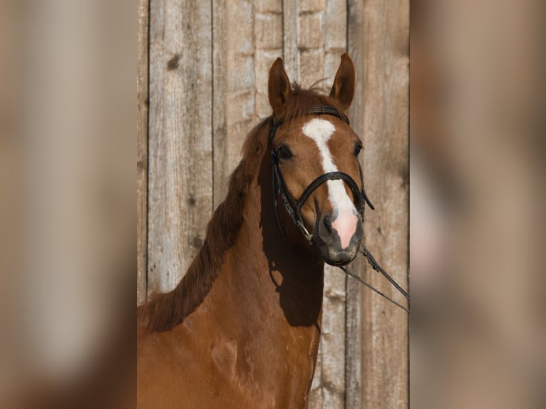 Oldenburg Gelding 5 years 15.3 hh Chestnut-Red in Fleischwangen