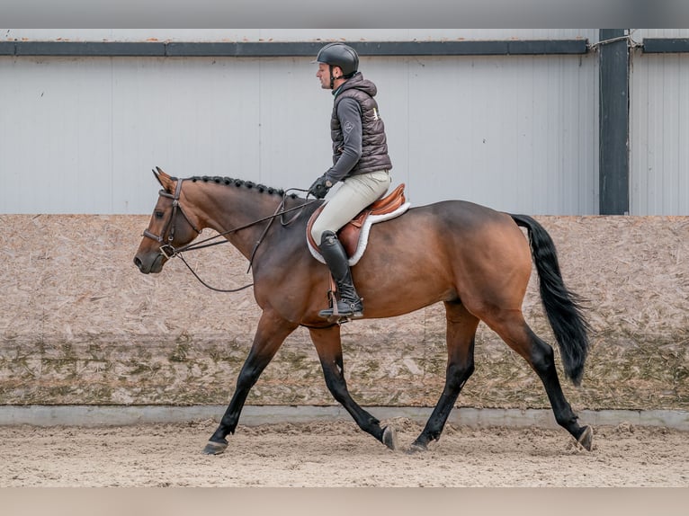 Oldenburg Gelding 5 years 15,2 hh in Zduchovice