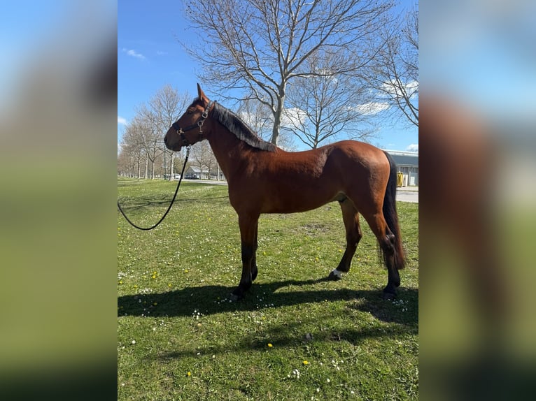 Oldenburg Mix Gelding 5 years 15,3 hh  in Ebreichsdorf