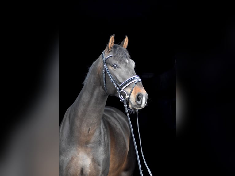 Oldenburg Gelding 5 years 16,1 hh Bay-Dark in Herbstein