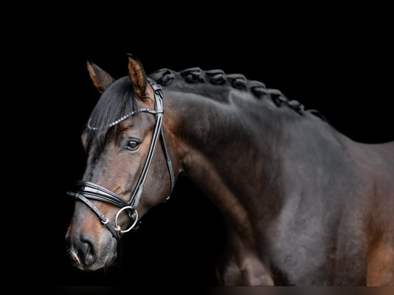 Oldenburg Gelding 5 years 16,1 hh Bay-Dark in Herbstein