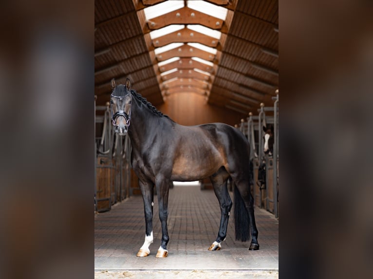 Oldenburg Gelding 5 years 16,1 hh Bay-Dark in Herbstein