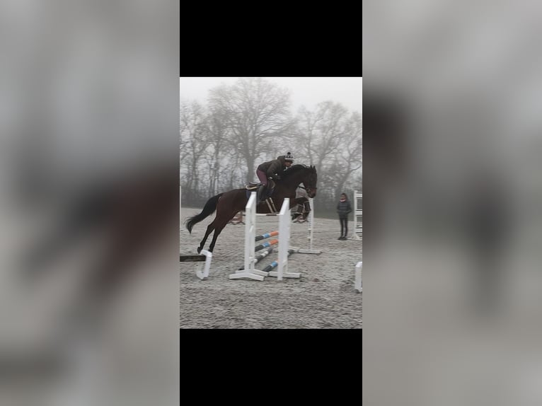 Oldenburg Gelding 5 years 16,1 hh Bay-Dark in Hilgermissen