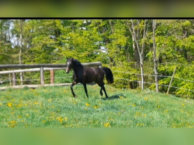 Oldenburg Gelding 5 years 16.1 hh Bay-Dark in Hitzendorf