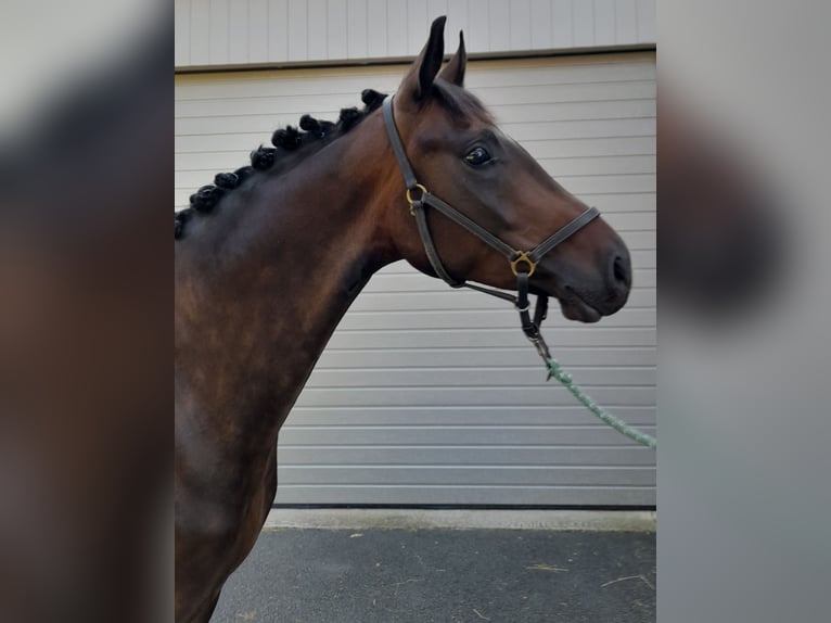 Oldenburg Gelding 5 years 16.1 hh Bay-Dark in Hitzendorf