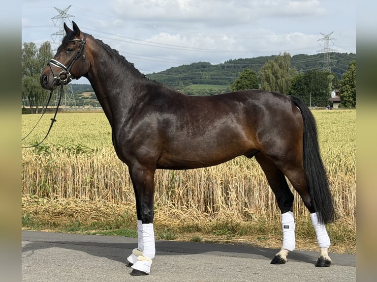 Oldenburg Gelding 5 years 16.1 hh Bay-Dark in Riedlingen