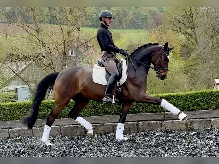 Oldenburg Gelding 5 years 16.1 hh Bay-Dark in Niederkirchen