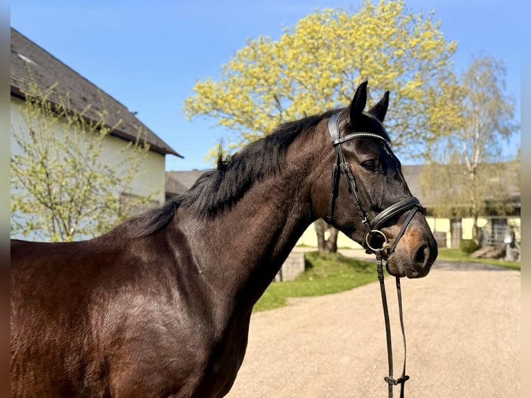 Oldenburg Gelding 5 years 16.1 hh Bay-Dark in Pelmberg