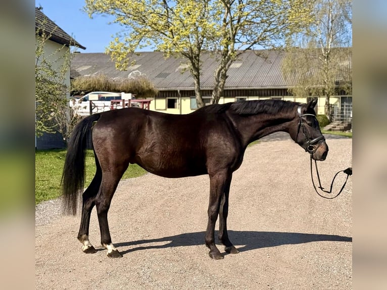 Oldenburg Gelding 5 years 16.1 hh Bay-Dark in Pelmberg