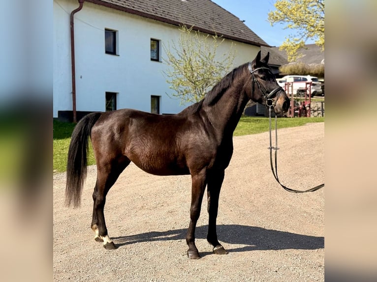 Oldenburg Gelding 5 years 16.1 hh Bay-Dark in Pelmberg