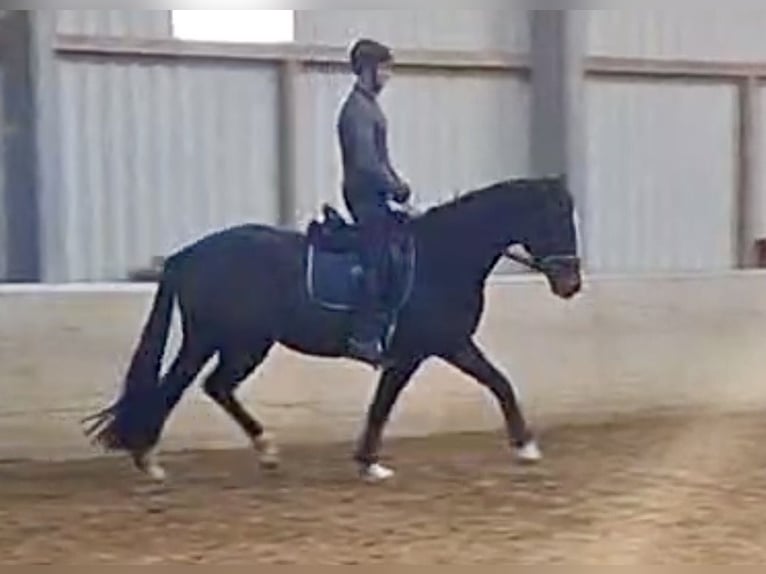Oldenburg Gelding 5 years 16.1 hh Bay-Dark in Taubenheim