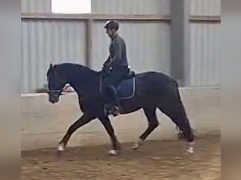Oldenburg Gelding 5 years 16.1 hh Bay-Dark in Taubenheim