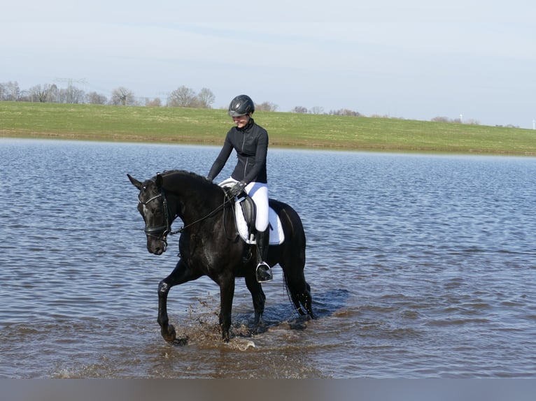 Oldenburg Gelding 5 years 16.1 hh Black in Ganschow