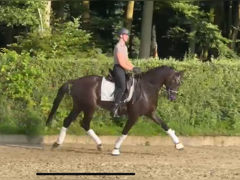 Oldenburg Gelding 5 years 16,1 hh Black in Ostercappeln