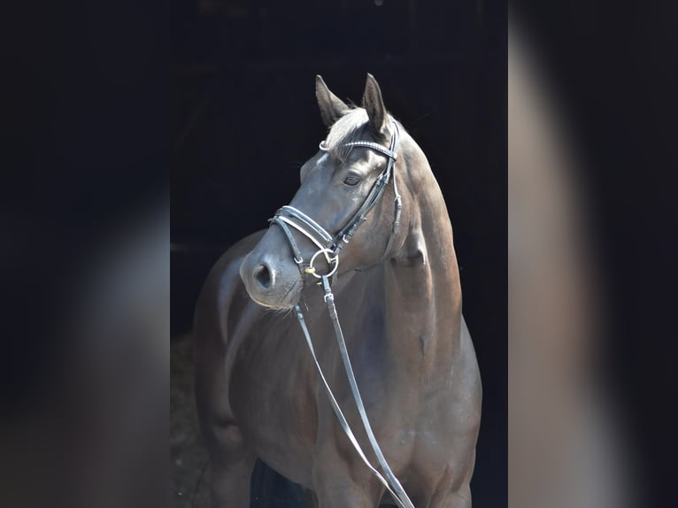 Oldenburg Gelding 5 years 16.1 hh Black in Herbstein