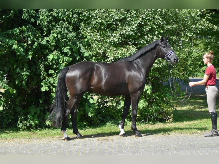 Oldenburg Gelding 5 years 16.1 hh Black in Herbstein