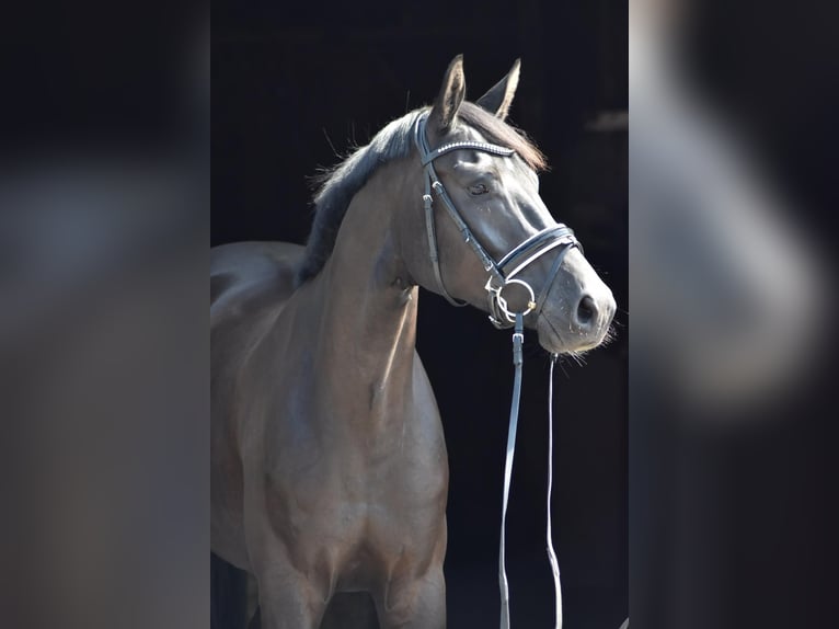 Oldenburg Gelding 5 years 16.1 hh Black in Herbstein